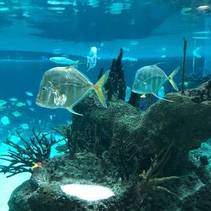 Meet your Posher, Lina